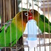 6pcs Bird Water Feeder- Parrot Water Dispenser for Cage, Plastic