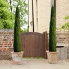 Italian Cypress Tree | 2 Extra Large 3 Gallon Trees