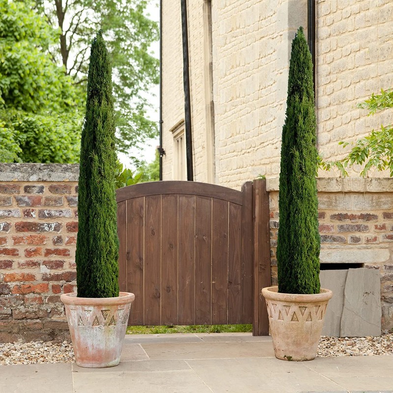 Italian Cypress Tree | 2 Extra Large 3 Gallon Trees