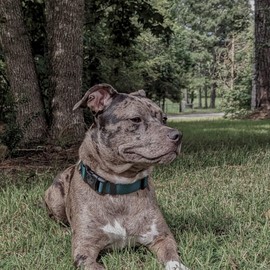 Country Brook Design - 30+ Vibrant Colors - American Made Deluxe Nylon Dog Collar with Buckle (Large, 1 Inch Wide, Green)