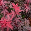 30pcs Red Japanese Maple Tree Seeds (Acer Palmatum Atropurpureum) -