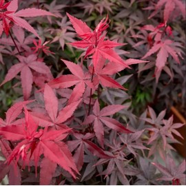 30pcs Red Japanese Maple Tree Seeds (Acer Palmatum Atropurpureum) - Vibrant Garden Beauty
