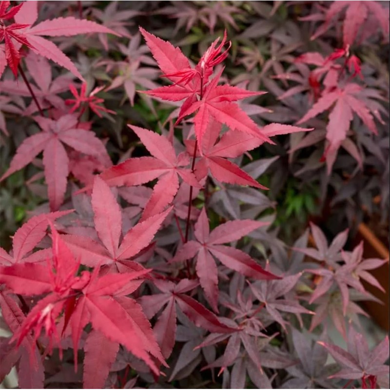 30pcs Red Japanese Maple Tree Seeds (Acer Palmatum Atropurpureum) -