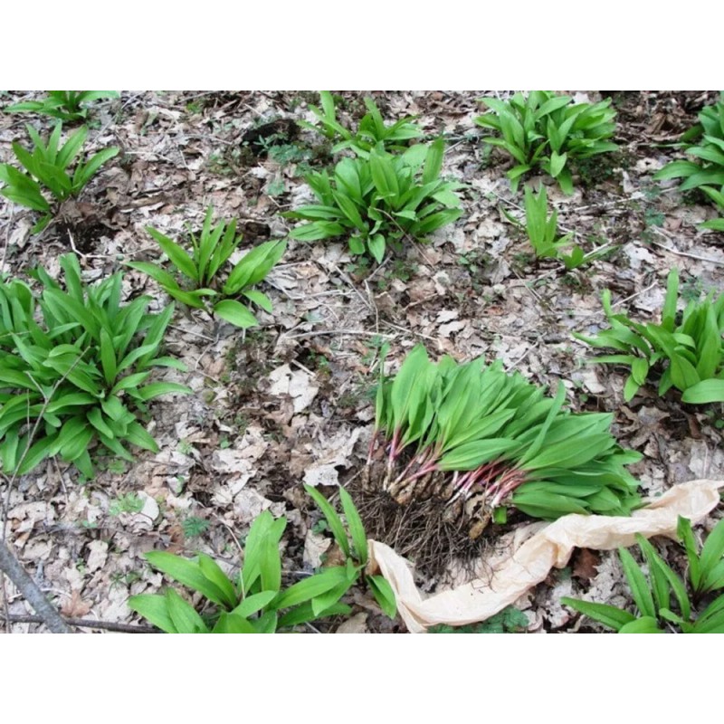 Roots Allium Wild Tricoccum Bulbs Only Ramps Wild Leeks Organically