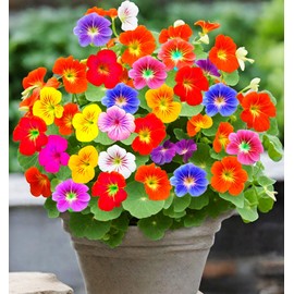 30 Pcs Nasturtium Flower Seeds for Planting with Mixed Colors Flower Seeds in Your Garden