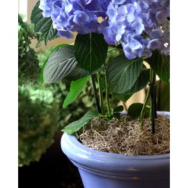 SuperMoss 26934 Spanish Moss Preserved, Appx. 5 lb Bulk Case, Natural