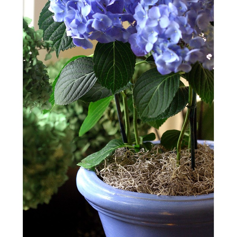 SuperMoss 26934 Spanish Moss Preserved, Appx. 5 lb Bulk Case,