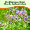 Outsidepride Blue Borage Seeds for Planting – 1 oz. Annual,