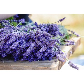 Gaea's Blessing Seeds - English Lavender Seeds - Heirloom Non-GMO Seeds with Easy to Follow Instructions - Vera True Lavender Heirloom - 91% Germination Rate (Pack of 2)