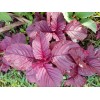 2000+PCS RED SPINACH/ RED AMARANTH SEEDS/ RAU DỀN ĐỎ |