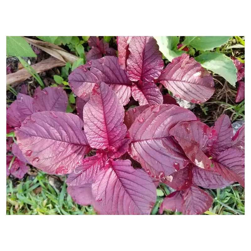 2000+PCS RED SPINACH/ RED AMARANTH SEEDS/ RAU DỀN ĐỎ |