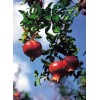 Dragon Garden's (Saipan) Pomegranate Tree Seeds (Punica granatum) "Apple of