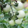 RAISE ME UP: Seeds Italian Ice Cherry Tomato White Indeterminate