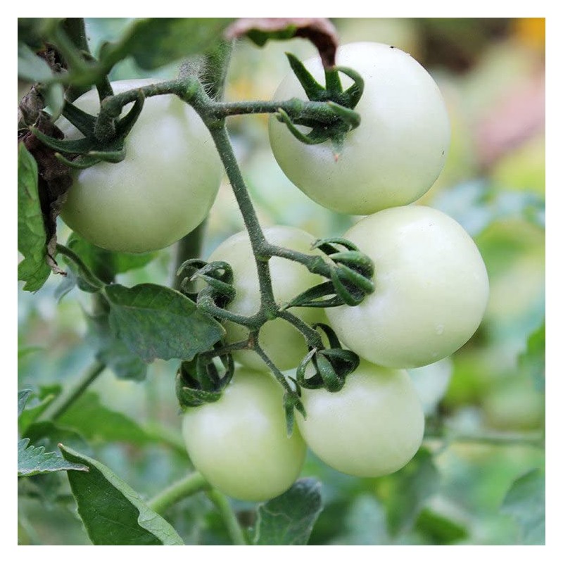 RAISE ME UP: Seeds Italian Ice Cherry Tomato White Indeterminate