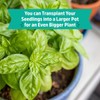 Wellness Grow Kit: Basil