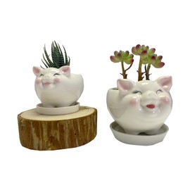 SWONVI Cute 2 pcs Pig Succulent Ceramic Planter Pot with Ceramic Drainage Tray, Animal White Ceramic Cactus/Flower Container for Indoor Plants Medium + Small