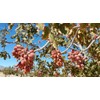 Roasted Salted Pistachios in-shell Heart healthy and California grown and