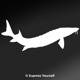 Express Yourself Products Sturgeon (White - Reverse Image - Medium) Decal Sticker - Freshwater Fish Collection