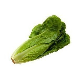 Todd's Seeds Parris Island Cos Romaine Lettuce Heirloom Seed - 2g Packet