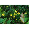 Tormentil Rhizome (Potentilla Erecta - Tormentillae Rhizoma) Health Embassy -