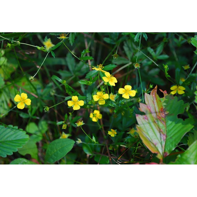 Tormentil Rhizome (Potentilla Erecta - Tormentillae Rhizoma) Health Embassy -