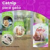 Fancy Pets Catnip para Gato o Hierba Gatera con 28