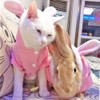 ANIAC Bunny Ears Cat Costume Plush Dog Hoodies with Pocket