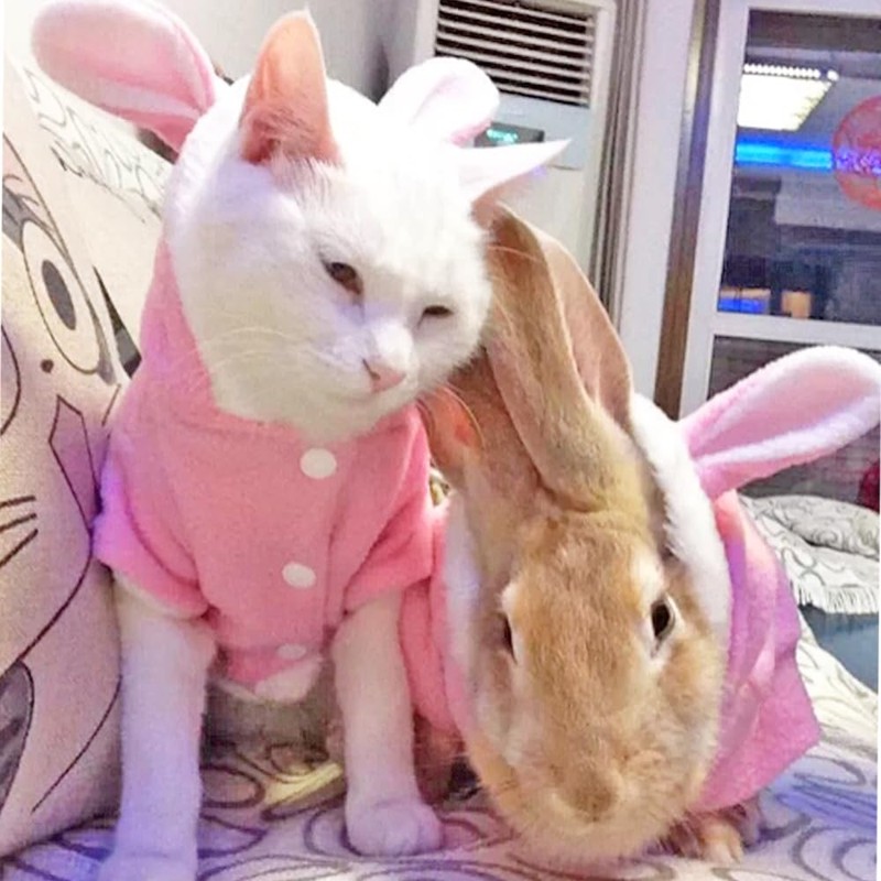 ANIAC Bunny Ears Cat Costume Plush Dog Hoodies with Pocket