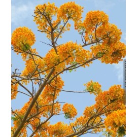 Tree Delonix Regia - Yellow Flamboyant Royal Poinciana | 20 Seeds | Rare Bonsai Tree