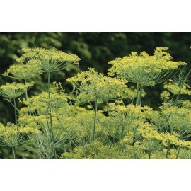 25+ Long Island Mammoth Dill seeds, Heirloom, Organic, Non GMO, USA seller