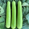 Nygardenia 35pcs Long Bottle Gourd Seeds - Non-GMO Calabash Gourd