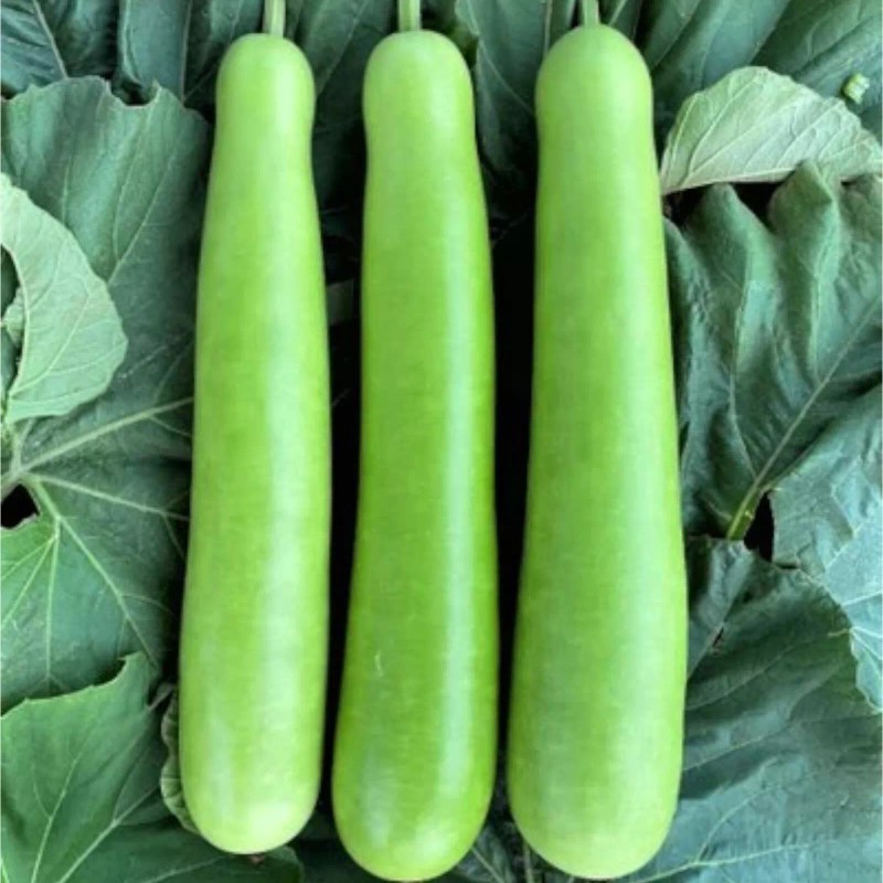 Nygardenia 35pcs Long Bottle Gourd Seeds - Non-GMO Calabash Gourd