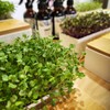 Urban Greens Micro Herbs Windowsill Grow Kit, 1 Kit