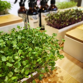 Urban Greens Micro Herbs Windowsill Grow Kit, 1 Kit