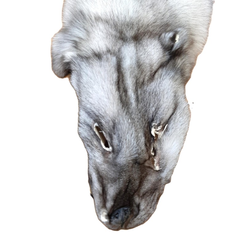 Dakotaline Furs Blue Fox Pelt/Hide - 60" Length, Genuine Natural