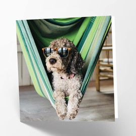 Maturi Blank Greetings Card with Relaxing Dog Image, 441229, Multi