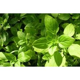 Oregano Seeds Italian Oregano HERB Seeds, Heirloom, 100+ Seeds, Healthy Delicious HERB