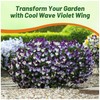 Outsidepride Cool Wave Violet Wing Viola Pansy Seeds for Planting