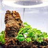 Generic Tiny Terrarium Kit for Springtails (4x4 inch) - BioActive