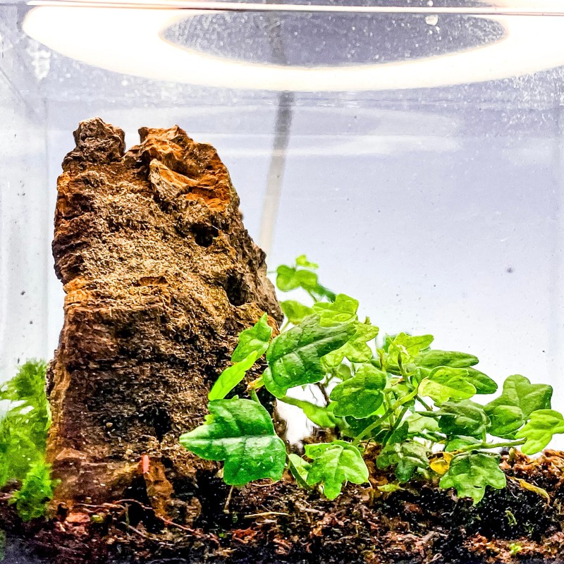 Generic Tiny Terrarium Kit for Springtails (4x4 inch) - BioActive