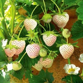 ZEshops 200pcs Rare Milk Strawberry Seeds - Non-GMO, Perennial Herb, Ideal for Cool to Warm Climates (White Strawberry)