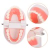 Ciieeo Dentals Teaching Model for Realistic Flossing Teeth Model Oral
