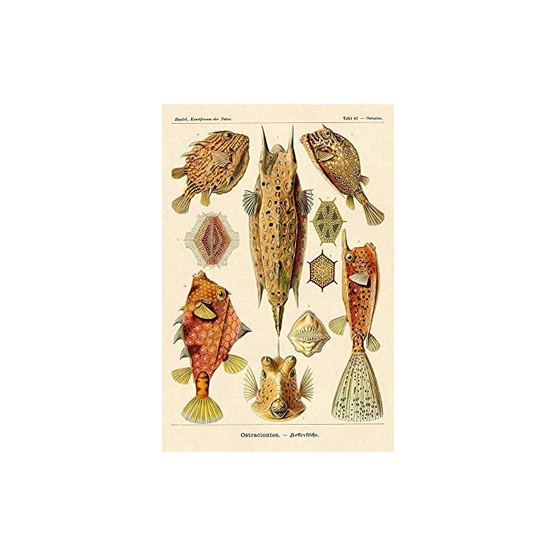 Haeckel Nature Illustrations: Boxfish by Ernst Haeckel -