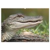 Krokodile & Alligatoren (Wandkalender 2026 DIN A2 quer), CALVENDO Monatskalender: