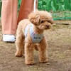Pompolice Long Run Harness, Pet Products Professional Manufacturer Pompolice