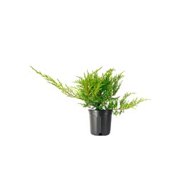 Juniper Kallay - 3 Live Gallon Size Plants - Juniperus Chinensis - Drought Tolerant Cold Hardy Evergreen Groundcover