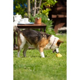 Petface Fondant Fancy Latex Dog Toy (Pack of 1)