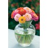 Burpee Cut & Come Again Zinnia Seeds 375 seeds