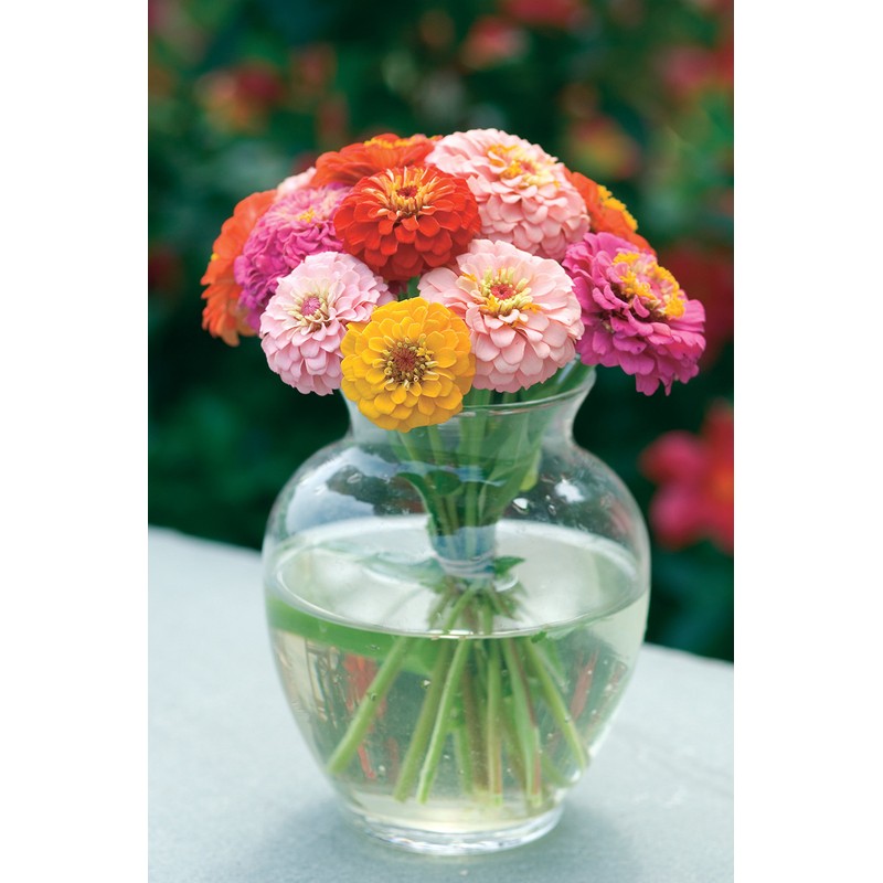Burpee Cut & Come Again Zinnia Seeds 375 seeds