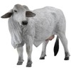 CollectA Brahman Cow